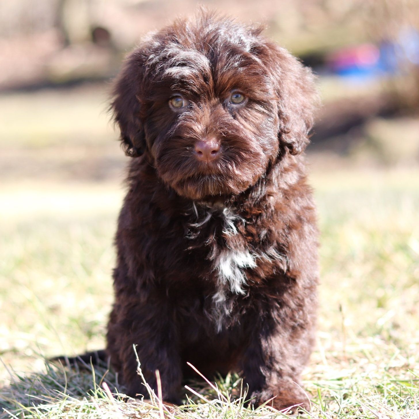 portuguese water dog