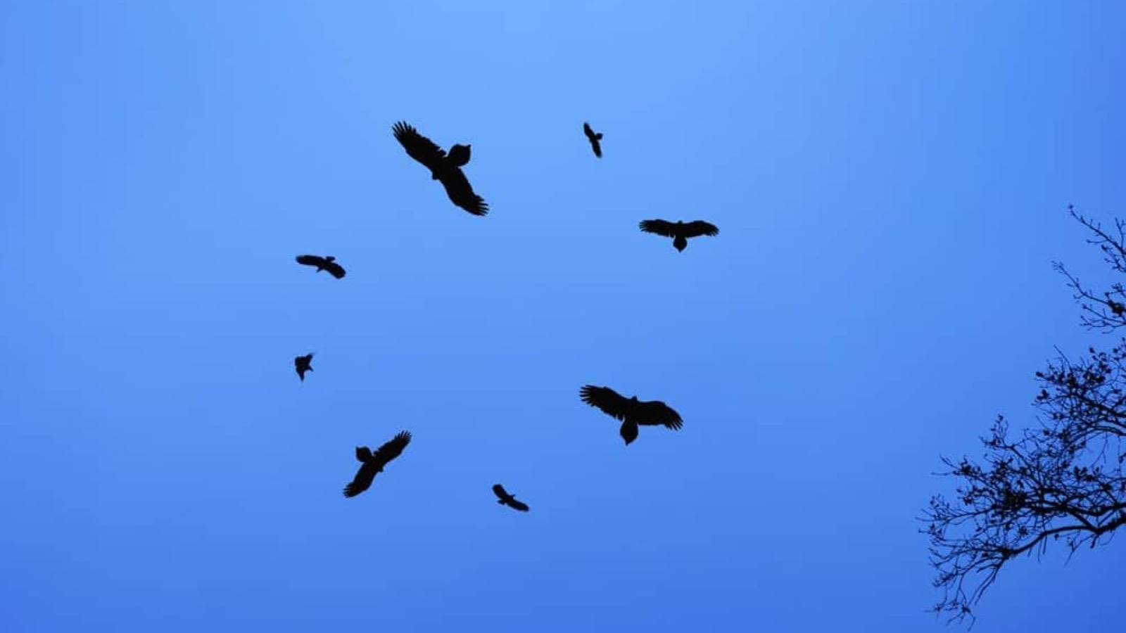 Flock of Black Birds Fly in a Circle