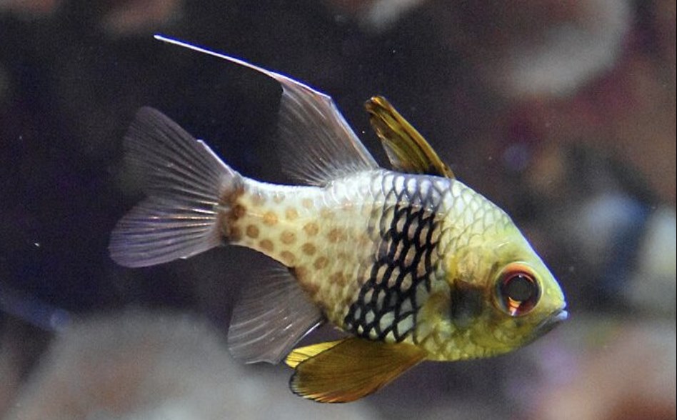 Saltwater Fish for Aquariums - Pajama Cardinal fish