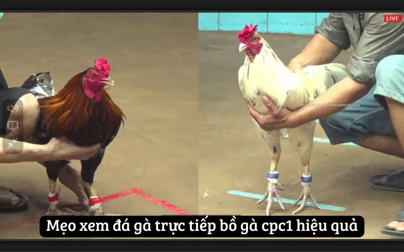 Mẹo xem đá gà trực tiếp bồ gà cpc1 hiệu quả