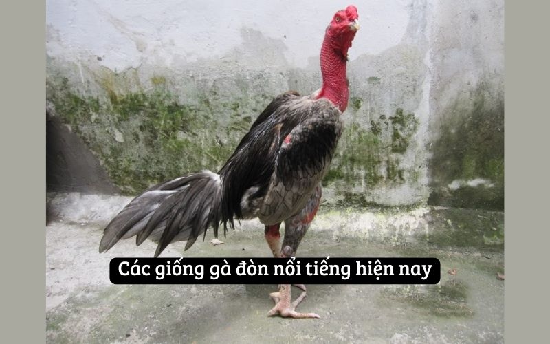 Các giống gà đòn nổi tiếng hiện nay