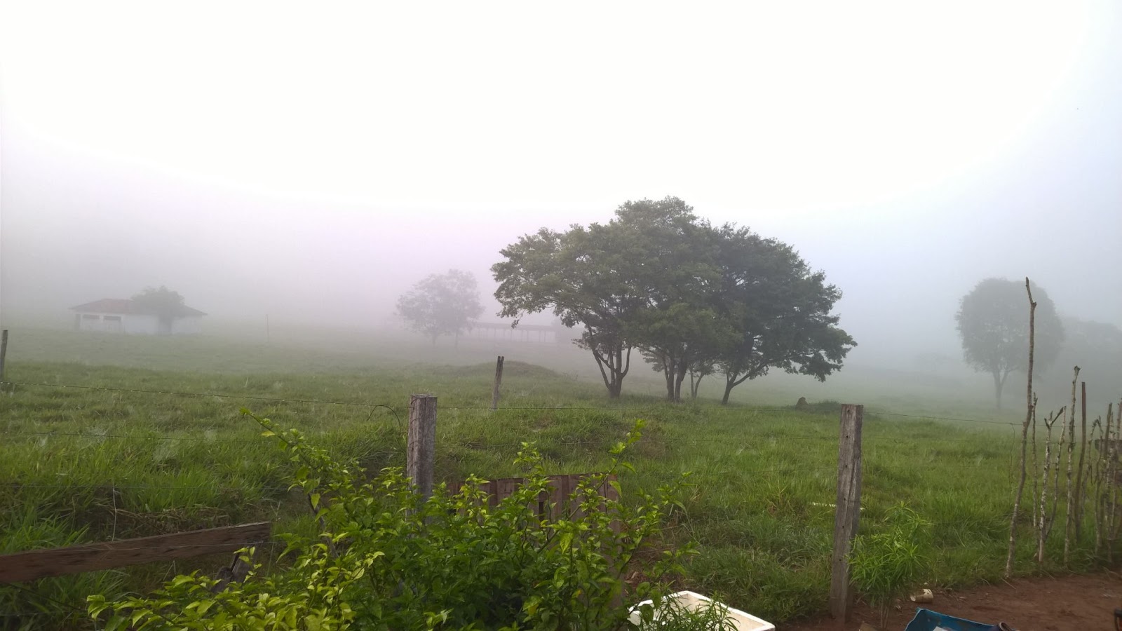 Neblina matinal tomando conta de gramado com algumas árvores em Cacoal RO.