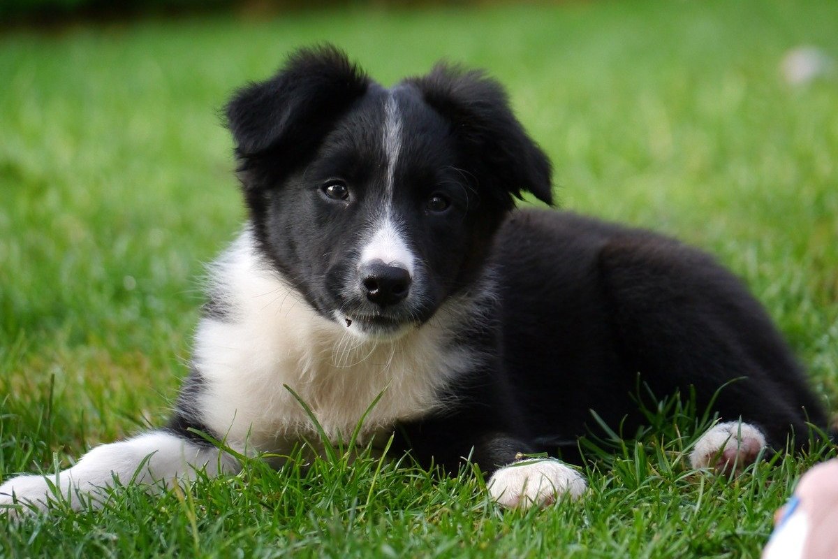 Border Collies In Need