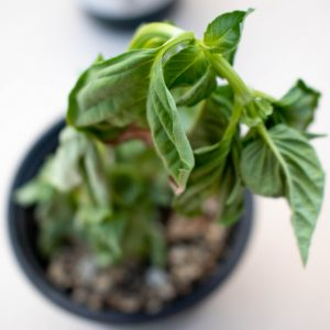 Underwatering