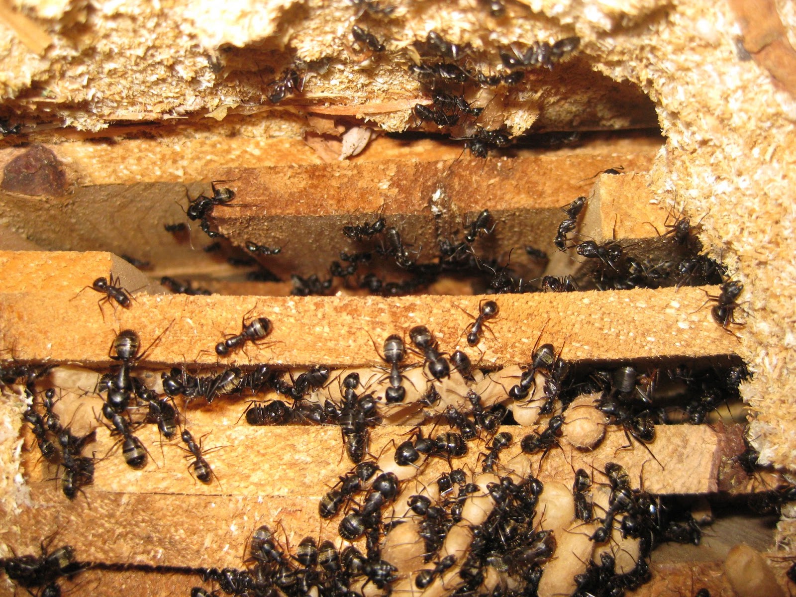 carpenter ants infestation