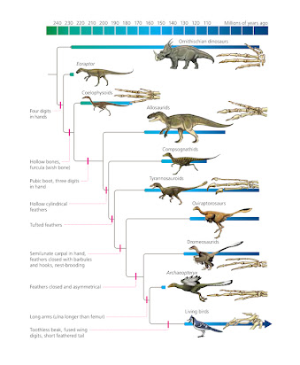 Conheça o Archaeopteryx: o elo perdido entre aves e répteis