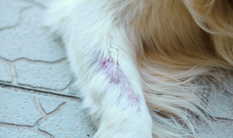 Dermatitis atópica perros