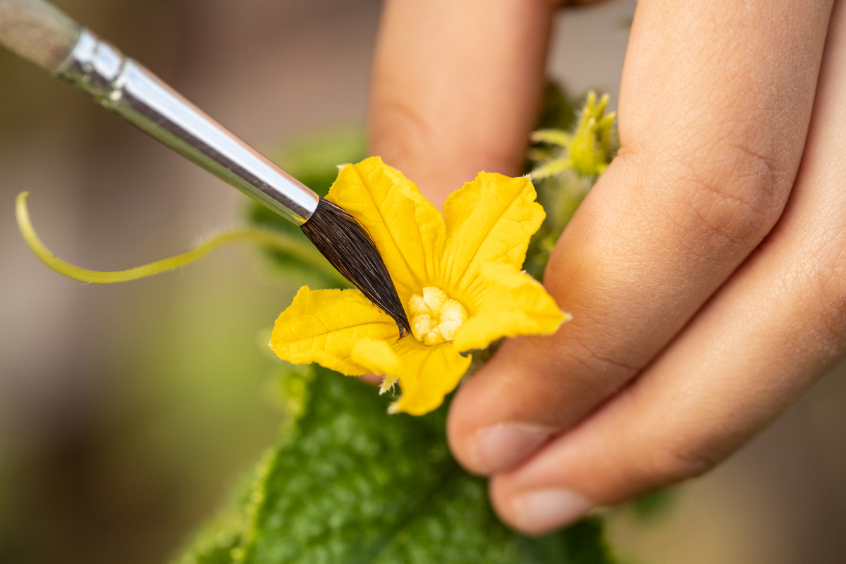 Poor Pollination