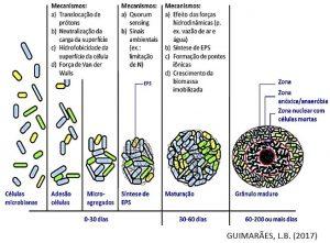 LODO GRANULAR AERÓBIO