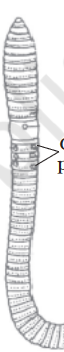seo images