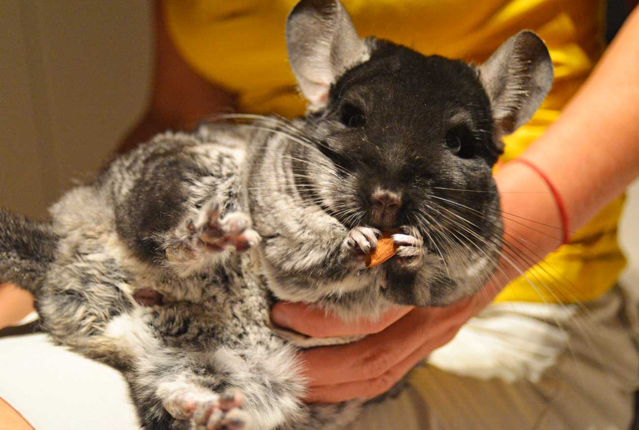 Chinchilla Odor