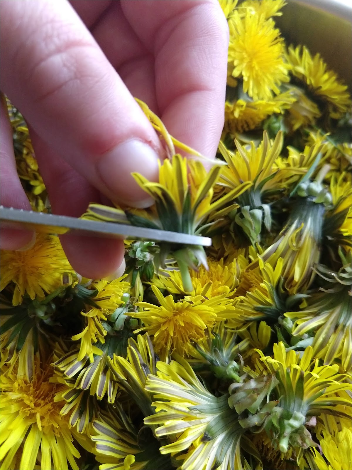 Cutting-Dandelion-Blossoms