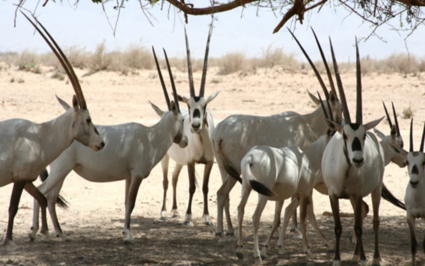 Arabian oryx, national animal of UAE

