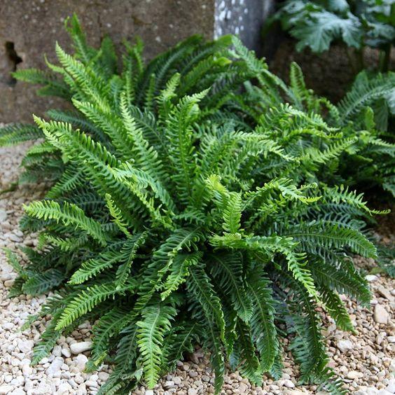 Deer Fern