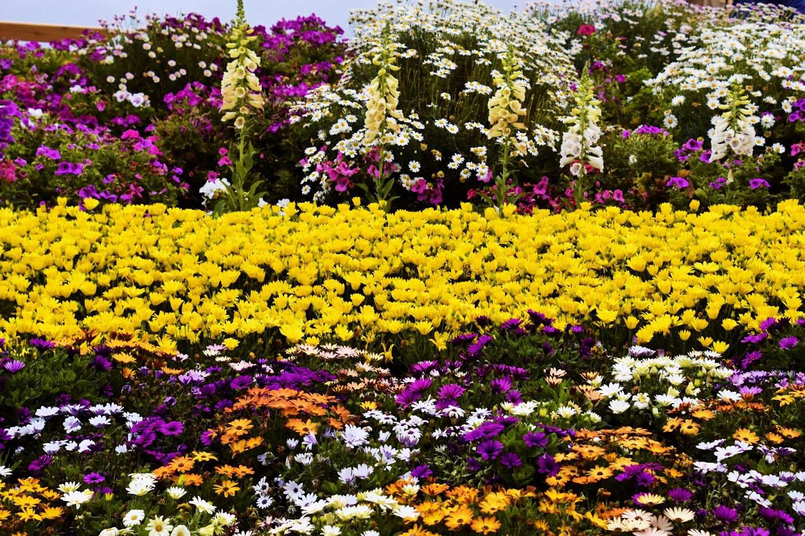 colorful garden of different flowers