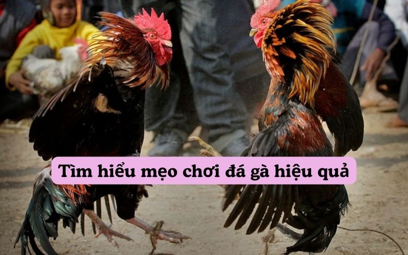 Tìm hiểu mẹo chơi đá gà hiệu quả