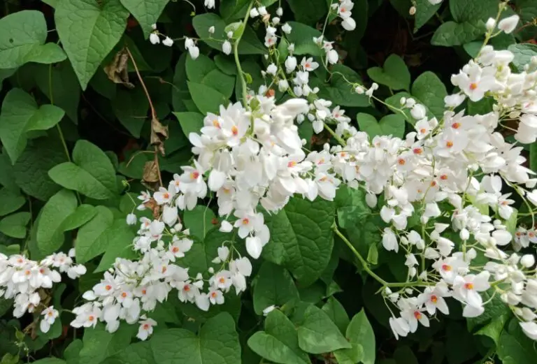 White Coral Vine (Antigonon leptopus)