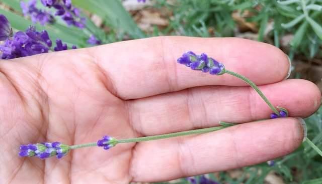 The most popular indoor flower plant, the complete guide to caring for lavender!