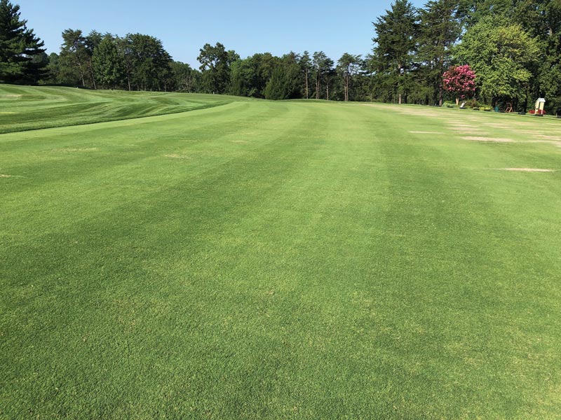 lawn grass 8