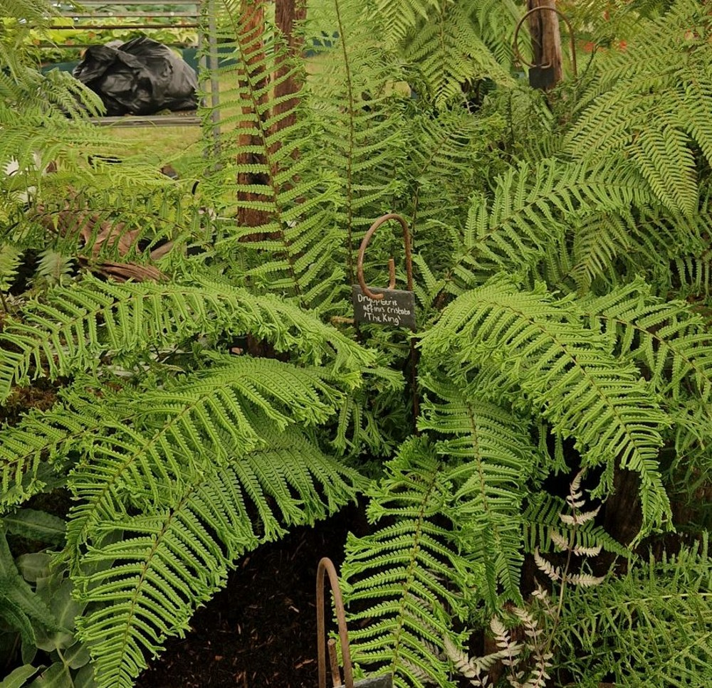 King Fern (Dryopteris affinis 'Cristata')