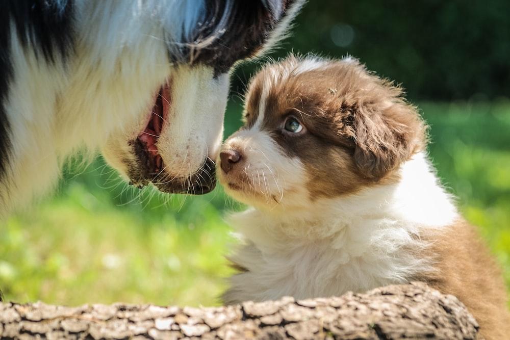 A dog and puppy looking at each other