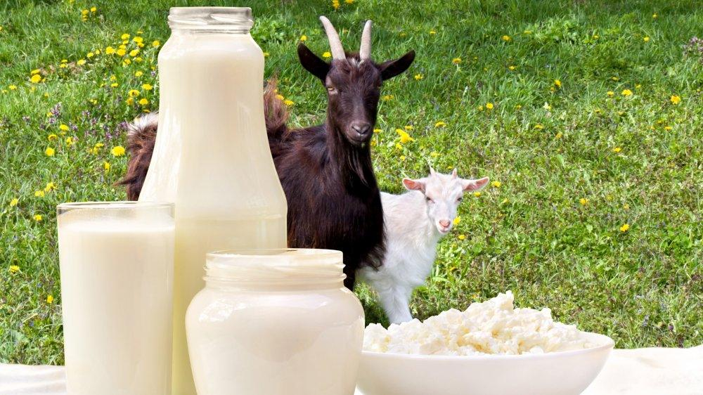 Goat milk is a nutritious food, very good for health