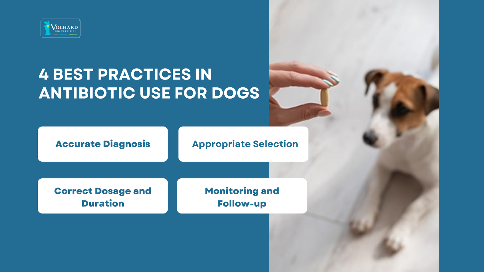 4 best practices antibiotic use dogs