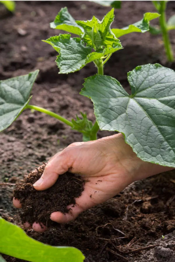 Fertilize cucumber plants.