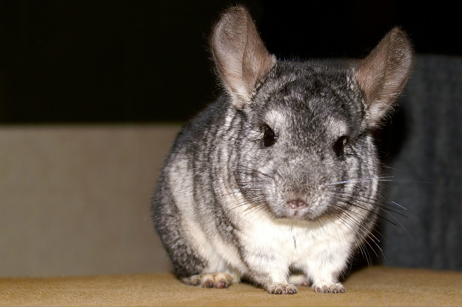 Chinchilla Adopt