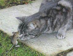 A cat and mouse on a rock

Description automatically generated
