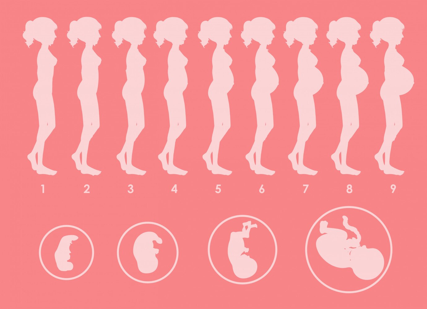 Mô phỏng hình ảnh bụng bầu qua từng tháng thai kỳ