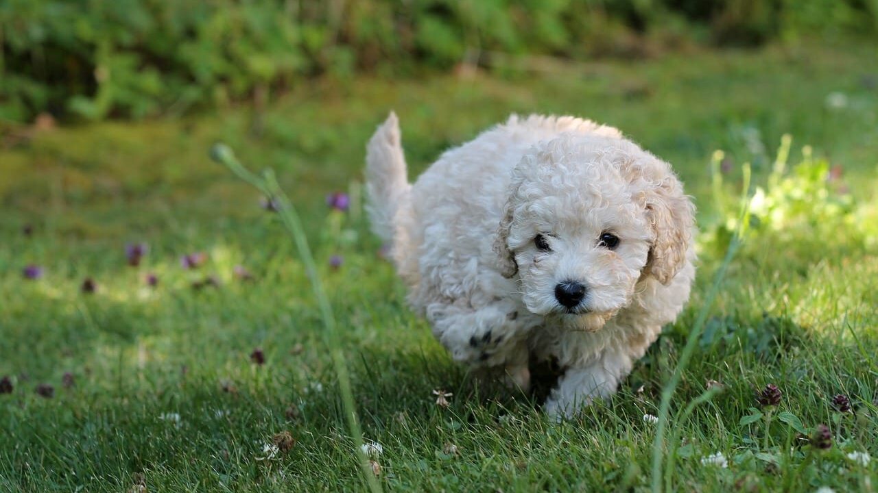 small dog breeds - a miniature poodle puppy running on the grass