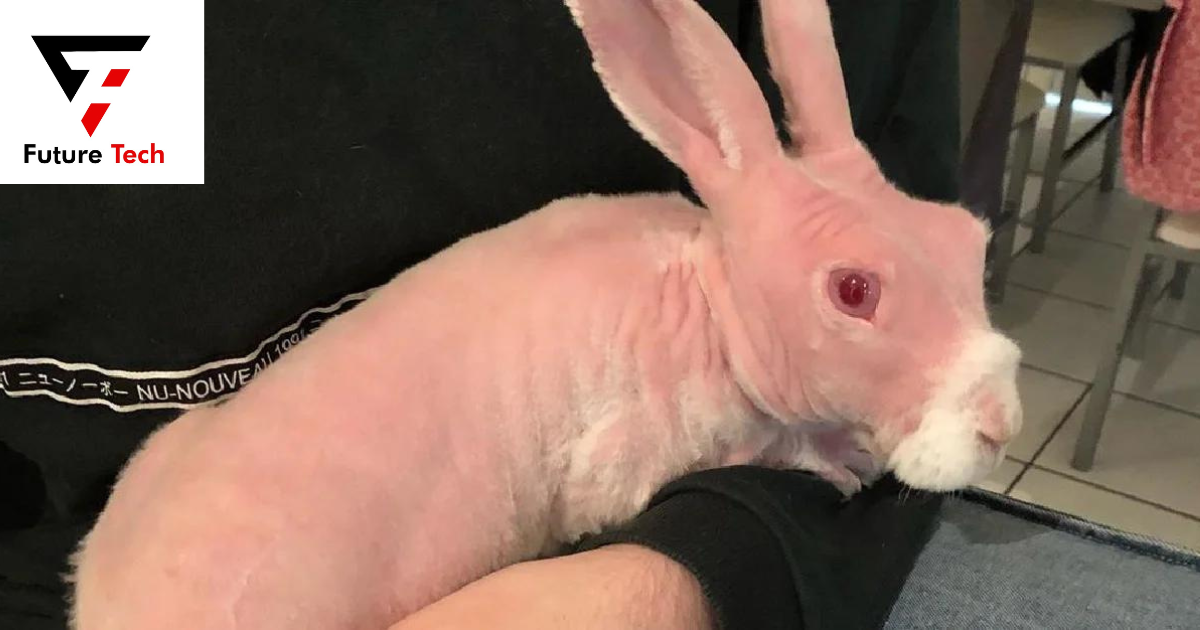 A hairless  rabbit's tail