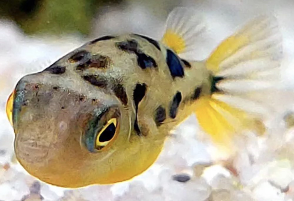 Saltwater Fish for Aquariums - Porcupine Pufferfish saltwater