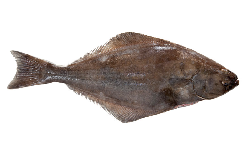 Types of Saltwater Fish - Flatfish - Atlantic Halibut