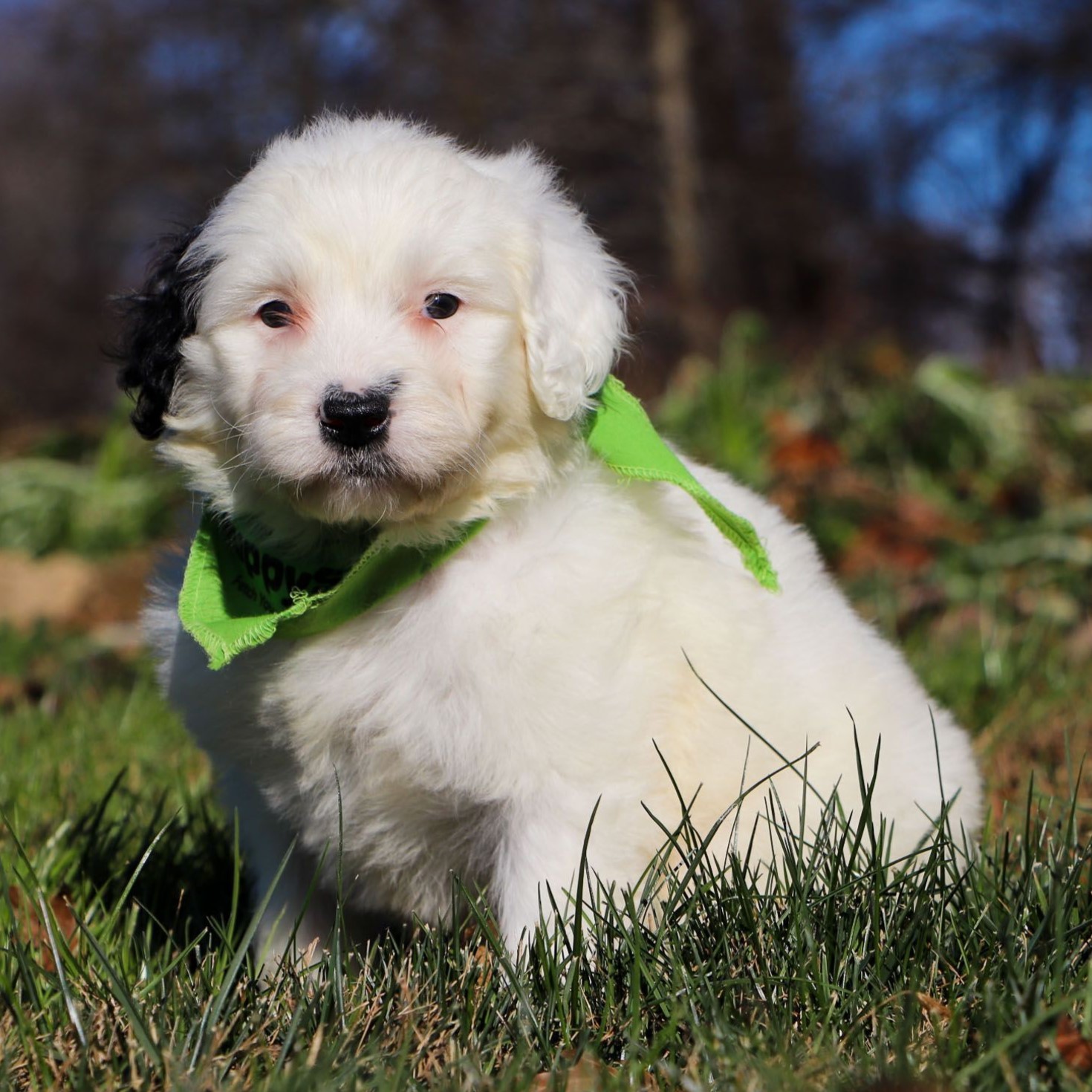 portuguese water dog puppy