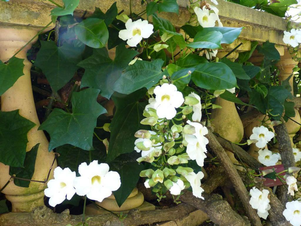 White Sky Vine (Ipomoea alba 'Moon Climber')