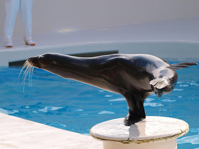 Aqua World พิพิธภัณฑ์สัตว์น้ำโออาไรประจำจังหวัดอิบารากิ  ใน โออาราอิ, อิบารากิ