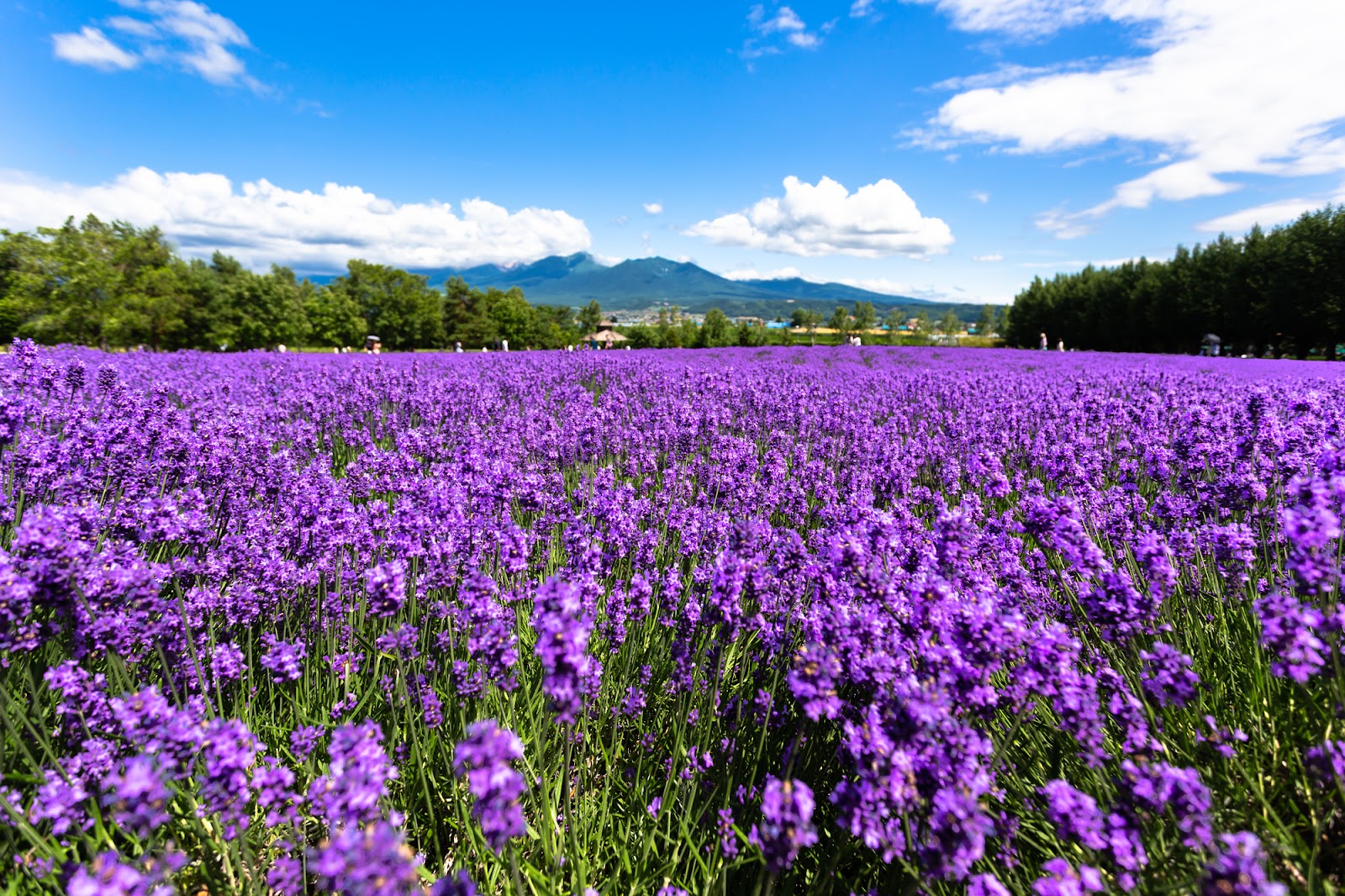 紫色に染まる丘陵地帯！ファーム富田