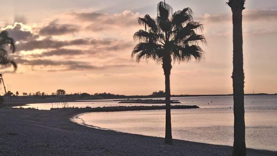 A palm tree on a beach

Description automatically generated