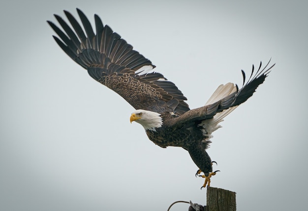 Legal Eagles Mastering Criminal Law