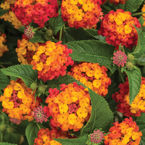  Lantana is a flower that bloom all year.