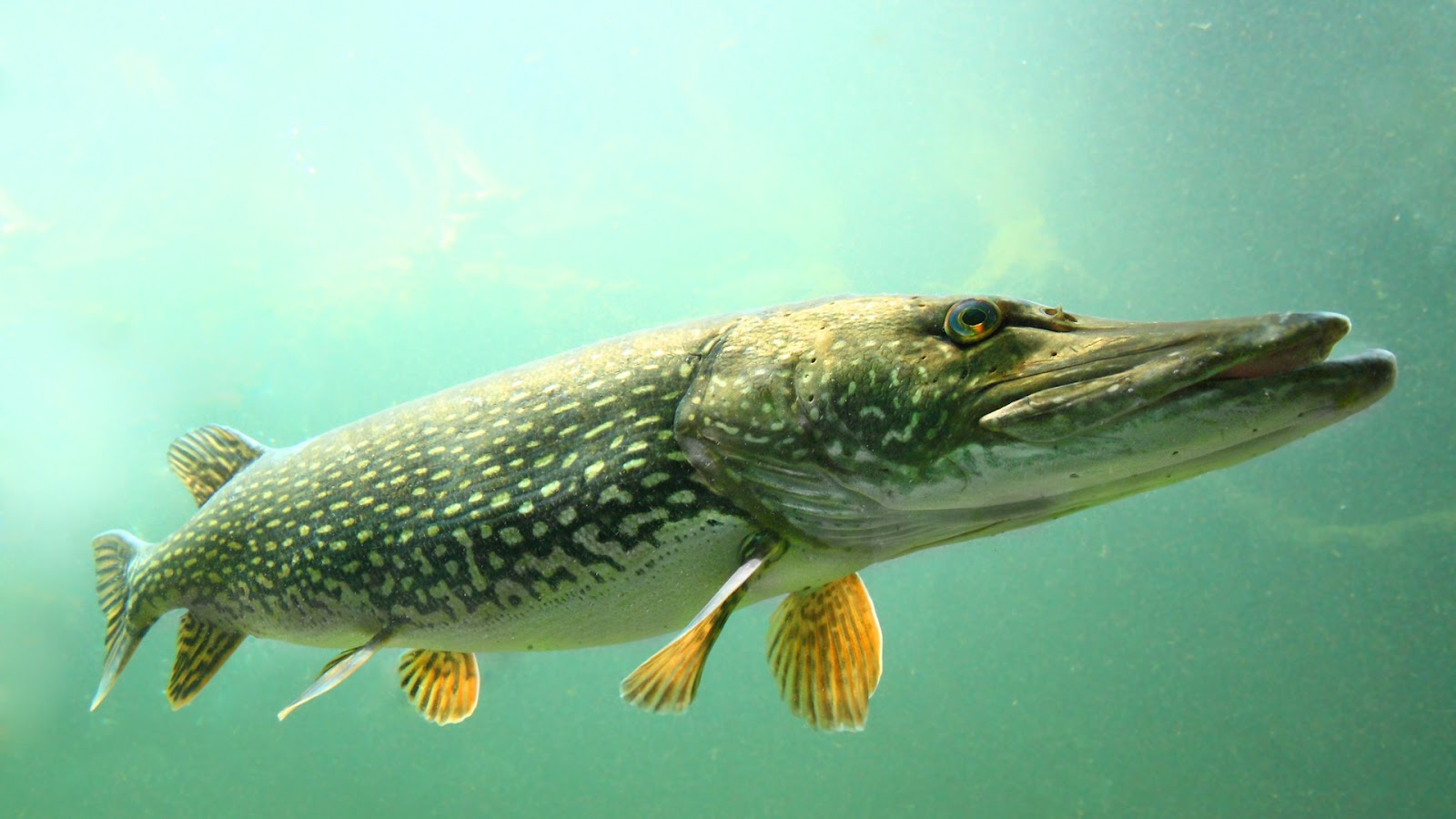 All about Pike Fish