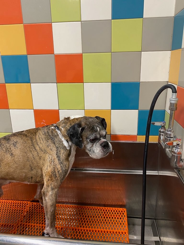 Boxers Left at Home After Owner Passes
