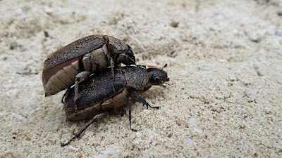 Understanding the Impact of Reduction in Soil Macro and Micro Fauna on Ecosystems