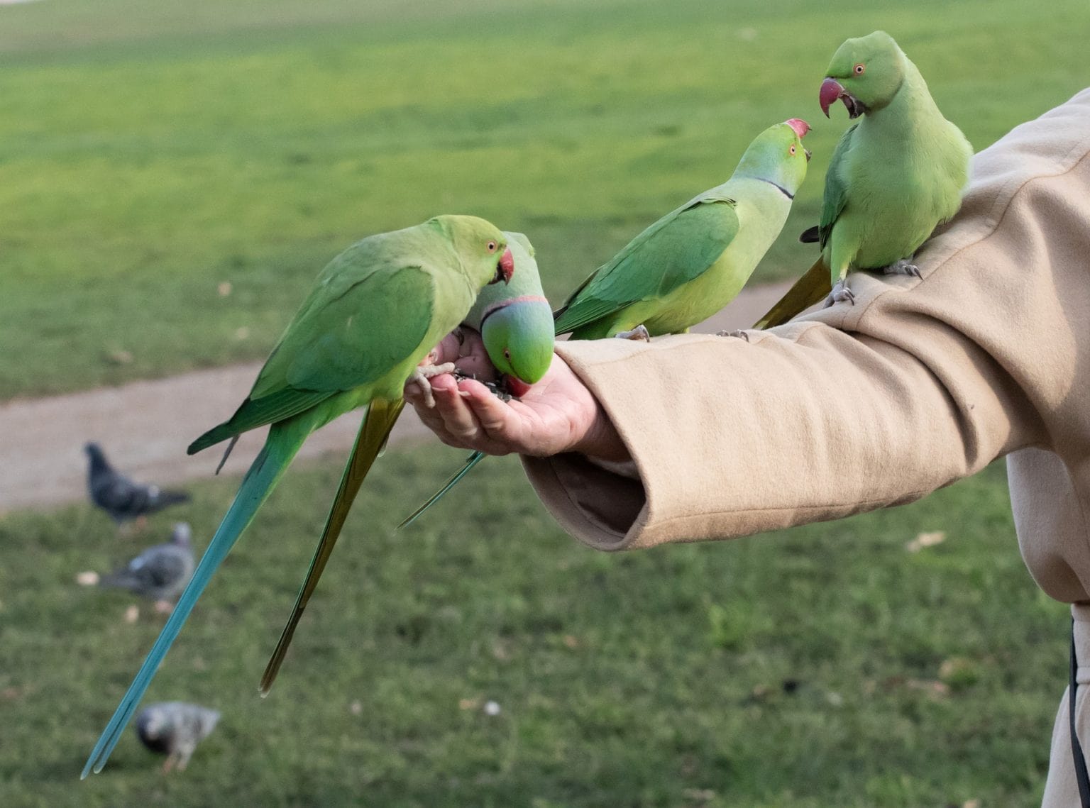 Fostering Parrots