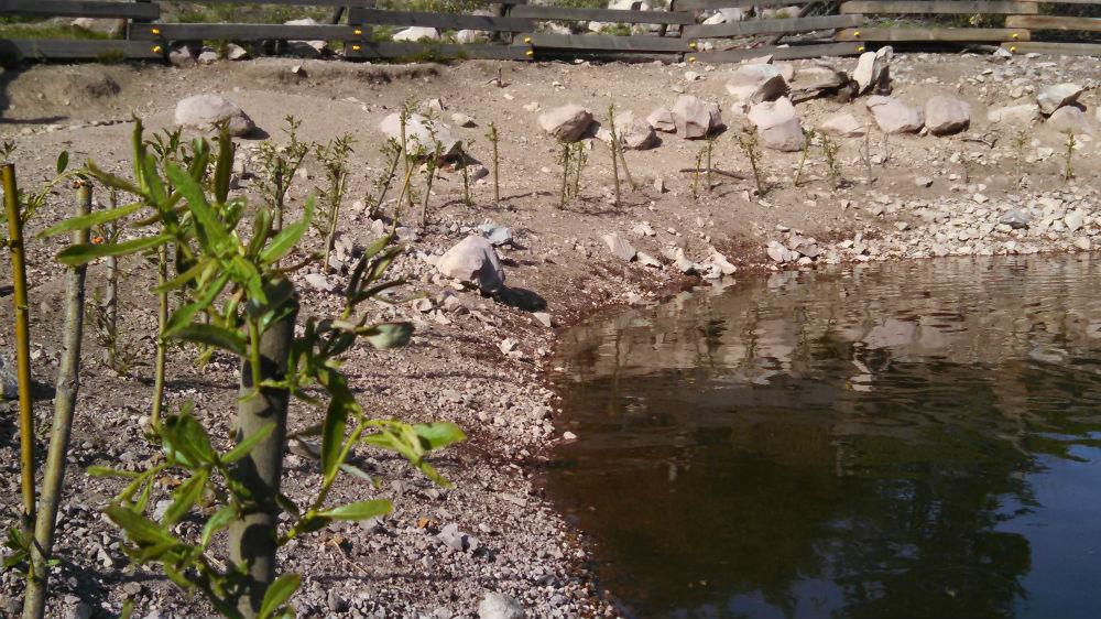 Young live stakes starting to leaf out along the edge of a new pond.