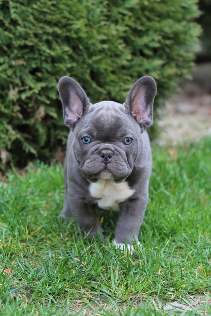 The Blue Merle frenchie
