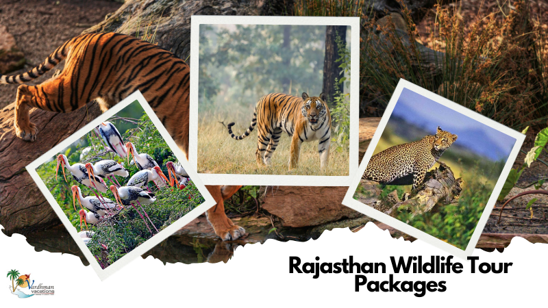 Rajasthan  Wildlfie Tour Packages