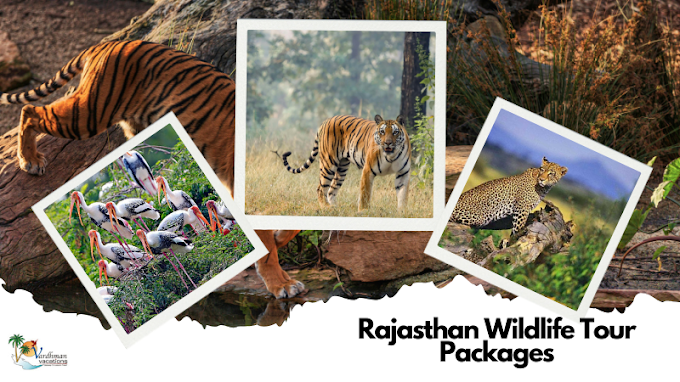 Exploring Rajasthan Wildlife Tour Packages: Immerse Yourself in the Heart of Nature